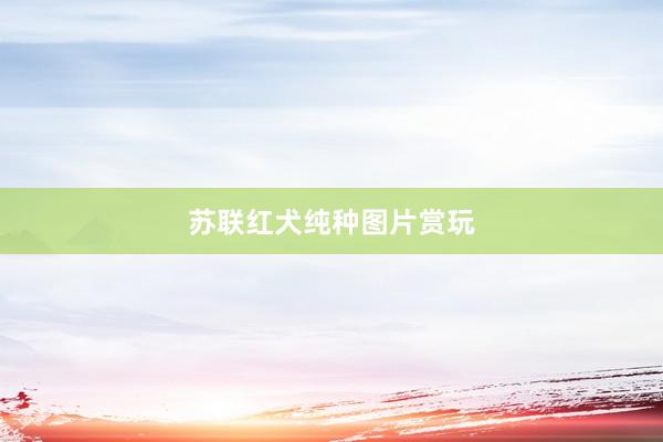 苏联红犬纯种图片赏玩